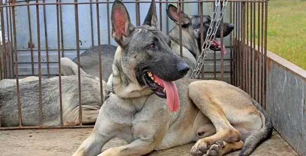 狼青犬训练方法是什么？