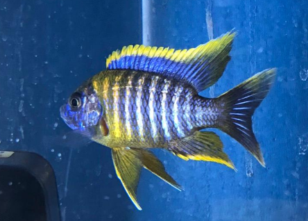 三湖慈鲷能长多大?感兴趣的来了解下吧 三湖慈鲷能长多大?感兴趣的来了解下吧