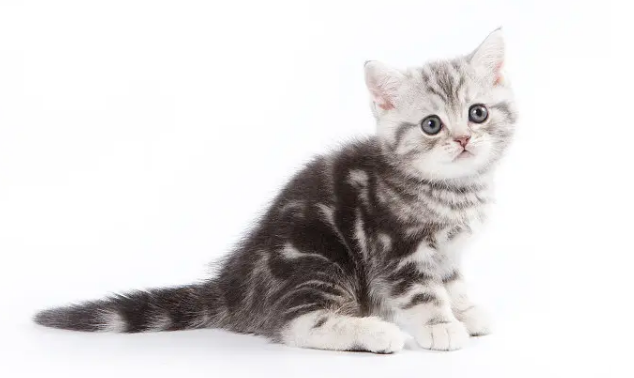猫叫时辰吉凶对照表