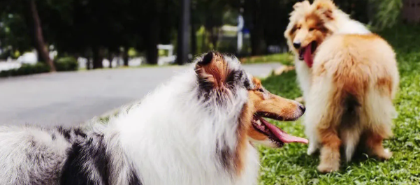 苏格兰牧羊犬如何养？教你几招