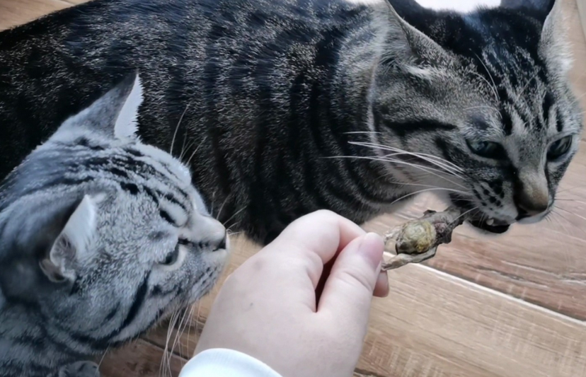 猫吃鹌鹑会卡住吗