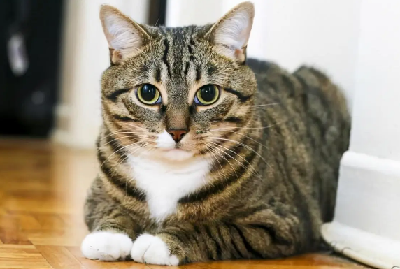 狸花猫图片多少钱一只 狸花猫图片多少钱一只