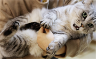 怎么把猫从地上抱起来