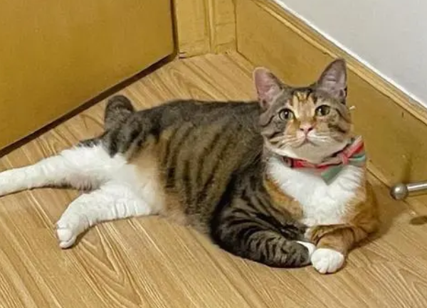 猫咪为什么躺着不走了怎么回事