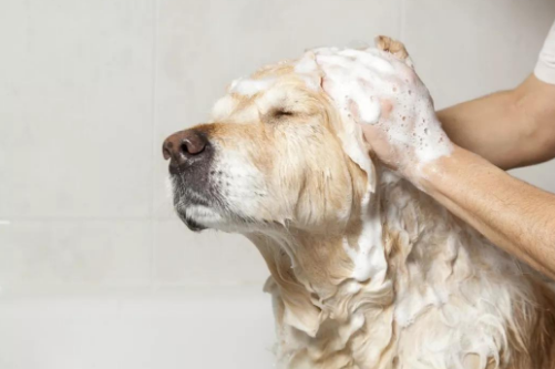 宠物犬多大可以洗澡