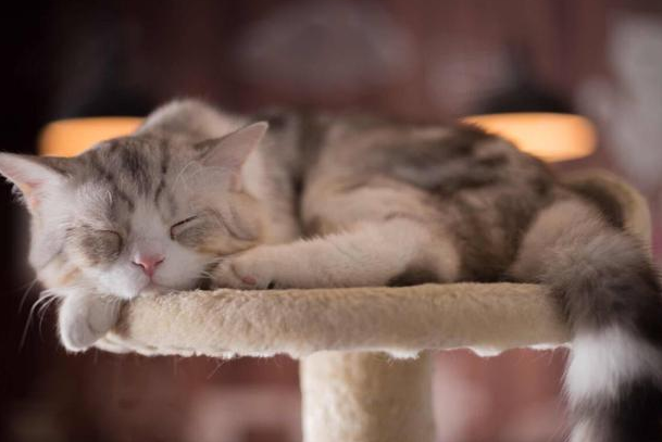 猫咪老是睡觉是因为什么原因