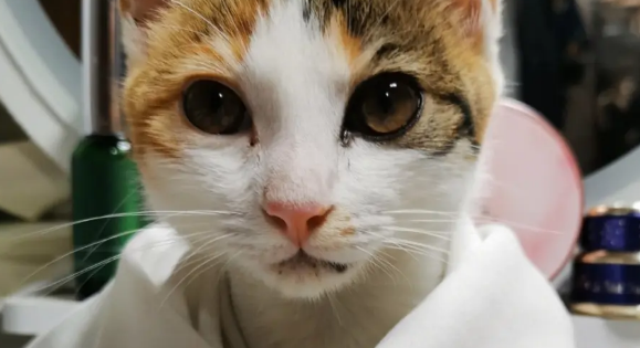 猫咪没有痘痘正常吗