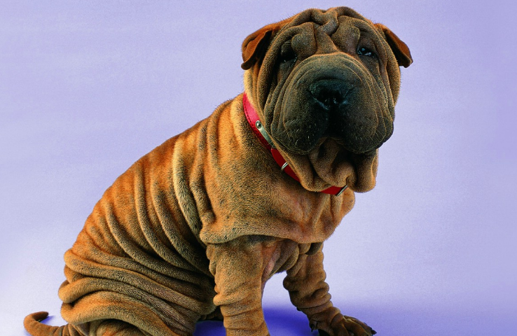 沙皮犬原产地是哪里?这种狗狗怎么样? 沙皮犬原产地是哪里?这种狗狗怎么样?