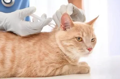 猫三联需要每年补一针吗 猫三联需要每年补一针吗
