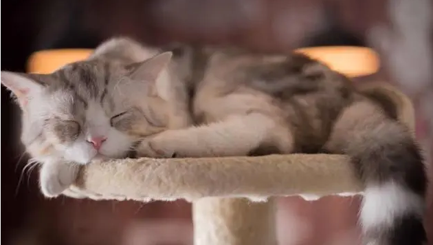 猫咪为什么都爱睡觉呢