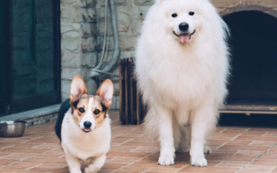 腊肠犬能吃火腿肠吗?还不赶紧来看看 腊肠犬能吃火腿肠吗?还不赶紧来看看