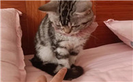 为什么猫咪怕摸脚呢