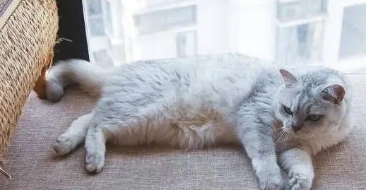 猫后腿无力能自愈吗