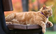 室内养猫对人的危害有多大