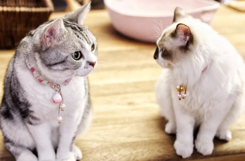 什么东西最吸引猫咪