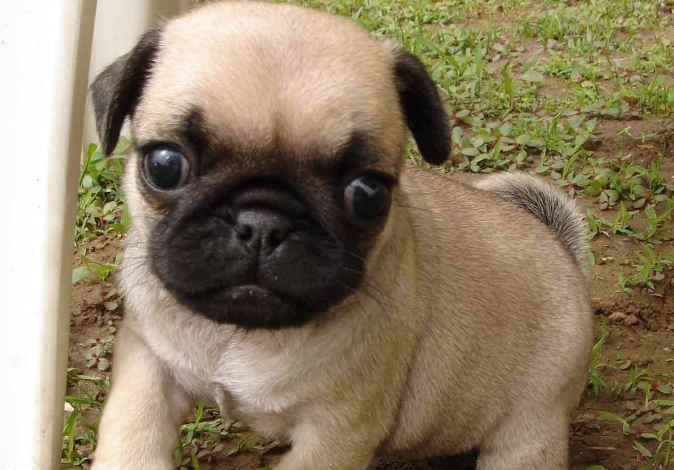 巴哥犬适合上班族养吗？这种狗怎么样？