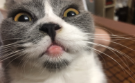 猫咪为什么挠嘴唇