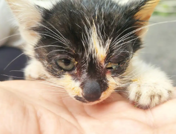 猫咪为什么眼睛瞎了又好了