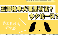 蓝湾牧羊犬哪里有卖、蓝湾牧羊犬多少钱一只