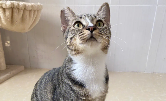 不易生病的猫排名