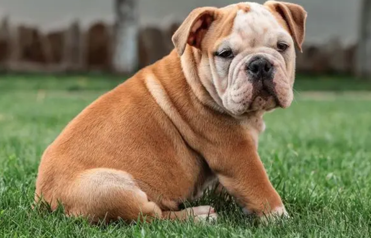 英国斗牛犬怎么选?该怎么选? 英国斗牛犬怎么选?该怎么选?