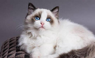 最贵的猫排名价格表