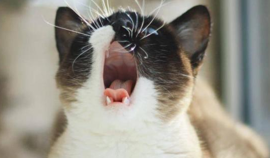 为什么会猫咪仰天叫个不停