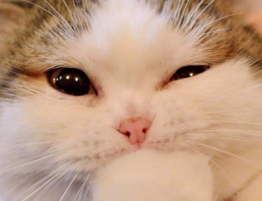猫咪在家里偷笑的原因