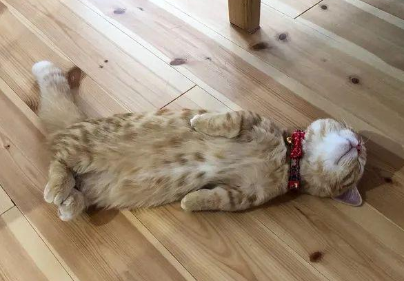 猫为什么不能睡地板