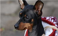 养小鹿犬有什么禁忌?下面这几点需要注意!