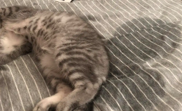 猫猫为什么喜欢尿床 猫猫为什么喜欢尿床