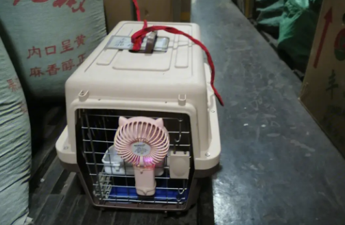 高铁能带宠物吗托运多少钱