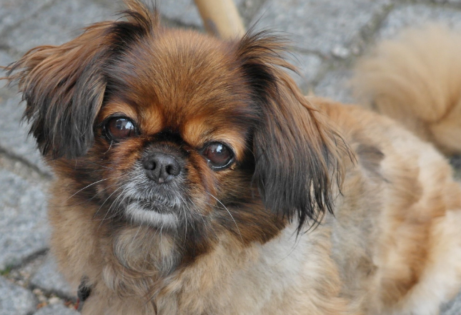 京巴犬角膜炎症状有哪些？来看看吧