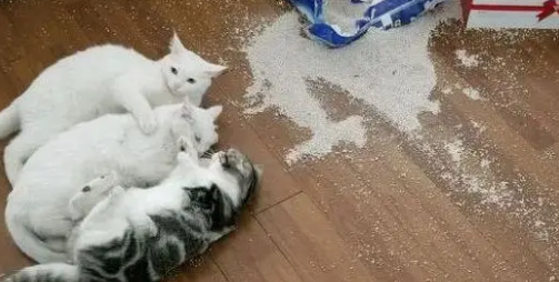 猫咪把家里的东西搞得乱七八糟 猫咪把家里的东西搞得乱七八糟