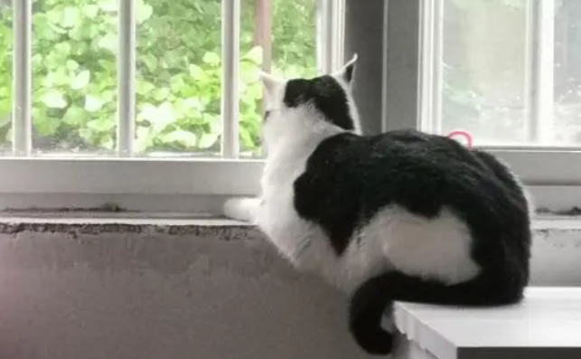 猫咪为什么老跳窗台呢 猫咪为什么老跳窗台呢