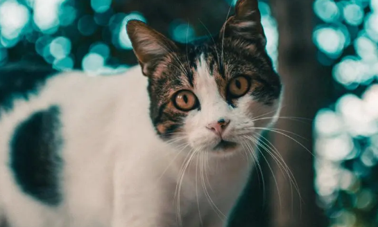 猫和人的缘分是前世的 猫和人的缘分是前世的