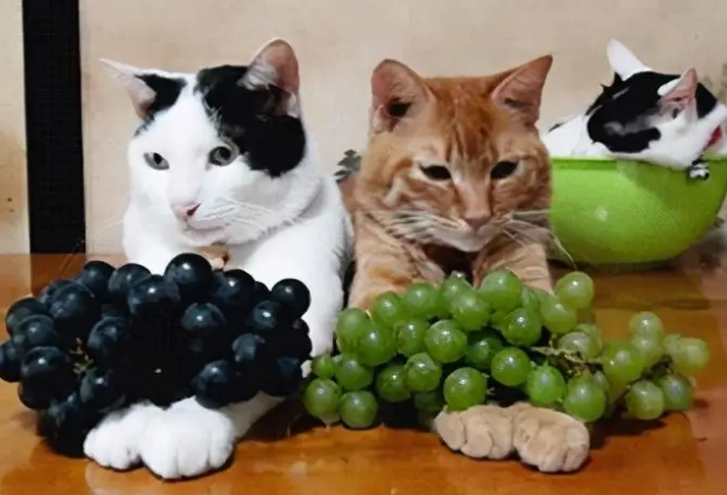 猫咪如果葡萄过敏能吃葡萄吗