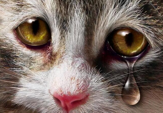 猫咪为什么总有泪水