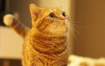 市场价的大橘猫什么价