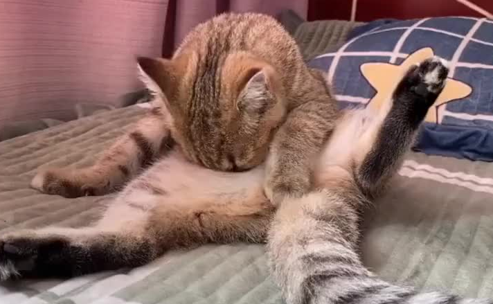 猫咪为什么不停的舔肚子 猫咪为什么不停的舔肚子