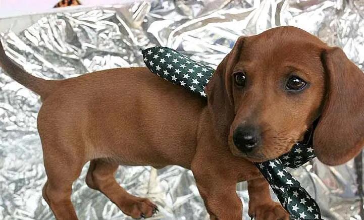 腊肠犬怕冷吗?看完本文,你就清楚了 腊肠犬怕冷吗?看完本文,你就清楚了