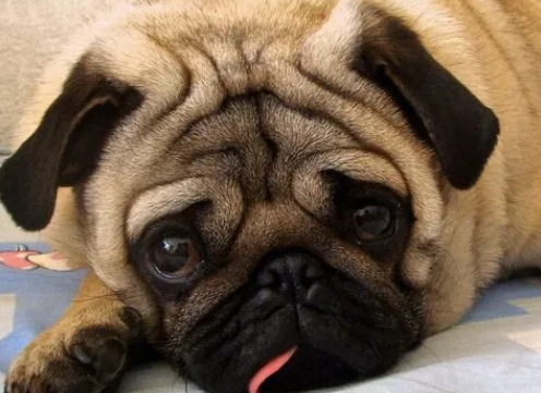 巴哥犬得了犬瘟热怎么办?该怎么做呢? 巴哥犬得了犬瘟热怎么办?该怎么做呢?