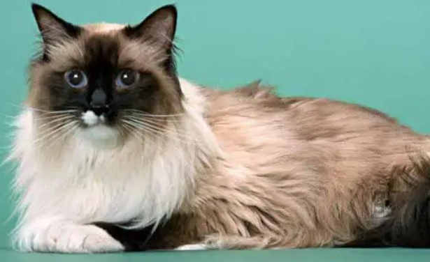 伯曼猫好养吗？这种猫怎么样？