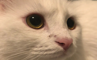 猫咪鼻子上面黑是为什么