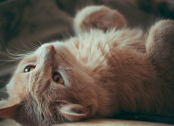 为什么房间不能挂猫咪图像