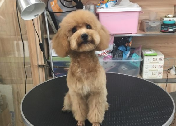 狗狗宠物店加盟价格