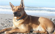 奇努克犬怎么训练?这些错误不要再犯