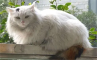 波斯猫中暑怎么办?铲屎官一定要来看看