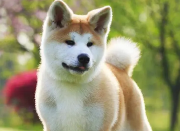 秋田犬为什么出门就咬其他狗？看这篇文章