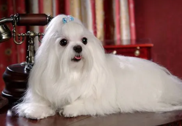 马尔济斯犬感冒吃什么药?速来了解一下吧! 马尔济斯犬感冒吃什么药?速来了解一下吧!